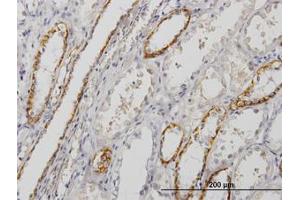 Image no. 1 for anti-Paralemmin (PALM) (AA 176-285) antibody (ABIN598853) (Paralemmin Antikörper  (AA 176-285))