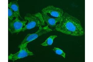 IF analysis of FOXI1 using anti-FOXI1 antibody (ABIN7599327). (FOXI1 Antikörper  (AA 1-378))