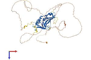 T-Box 22 Protein (TBX22) (AA 1-520) (His tag)