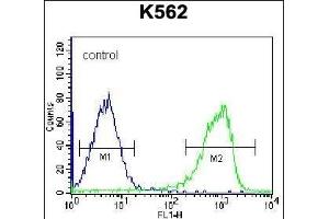 ZN Antibody (C-term) (ABIN656660 and ABIN2845901) flow cytometric analysis of K562 cells (right histogram) compared to a negative control cell (left histogram). (ZNF623 Antikörper  (C-Term))