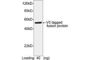 Image no. 1 for anti-V5 Epitope Tag antibody (ABIN294568) (V5 Epitope Tag Antikörper)