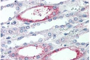 Anti-PIGR antibody  ABIN960798 IHC staining of human kidney. (PIGR Antikörper  (Extracellular Domain))