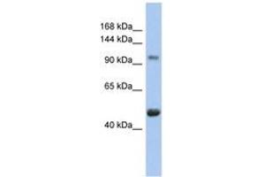 Image no. 1 for anti-Retinoblastoma-Like 1 (p107) (RBL1) (AA 143-192) antibody (ABIN6744383) (p107 Antikörper  (AA 143-192))