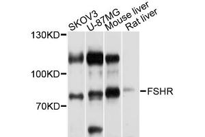 Western blot analysis of extracts of various cell lines, using FSHR antibody (ABIN1872742) at 1:1000 dilution. (FSHR Antikörper)