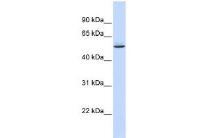 WB Suggested Anti-GTPBAntibody Titration:  0. (GTPBP10 Antikörper  (Middle Region))