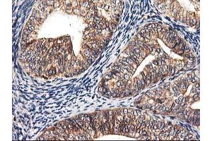 Image no. 10 for anti-Heme Oxygenase (Decycling) 2 (HMOX2) antibody (ABIN1498691) (HMOX2 Antikörper)