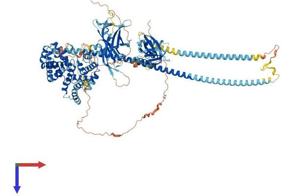 RABGAP1 Protein (AA 1-1069) (His tag)