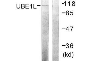 Western blot analysis of extracts from HeLa cells, using UBE1L antibody. (UBA7 Antikörper  (C-Term))