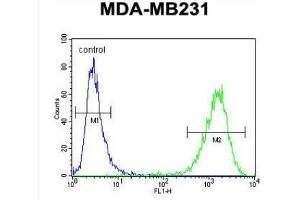 Flow Cytometric analysis of MDA-MB231 cells using CF150 Antibody (Center) Cat. (C6orf150 Antikörper  (Middle Region))