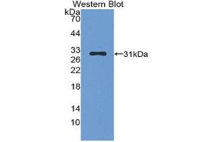 Western Blotting (WB) image for anti-Chymase 1, Mast Cell (CMA1) (AA 9-247) antibody (ABIN1867281) (CMA1 Antikörper  (AA 9-247))