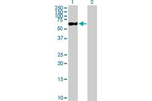 ZNF671 Antikörper  (AA 1-556)