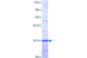 Melatonin Receptor 1A Protein (MTNR1A) (AA 296-350) (GST tag)