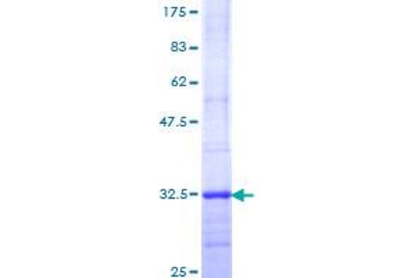 Melatonin Receptor 1A Protein (MTNR1A) (AA 296-350) (GST tag)