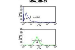 TFPT Antibody (N-term) flow cytometric analysis of MDA-MB435 cells (bottom histogram) compared to a negative control cell (top histogram).