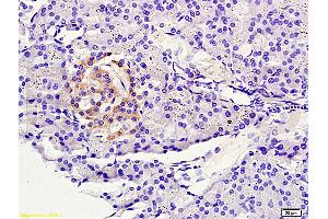 Formalin-fixed and paraffin embedded rat pancreas tissue labeled with Anti-NLG1/KIRREL2 Polyclonal Antibody, Unconjugated (ABIN720460) at 1:200 followed by conjugation to the secondary antibody and DAB staining