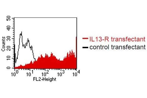 IL13 Receptor alpha 1 Antikörper  (Extracellular Domain)