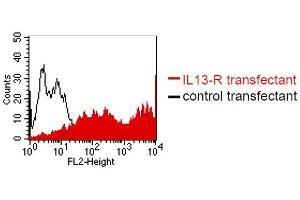 IL13 Receptor alpha 1 Antikörper  (Extracellular Domain)