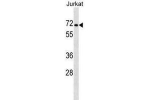 PRODH2 Antibody (Center) western blot analysis in Jurkat cell line lysates (35µg/lane).