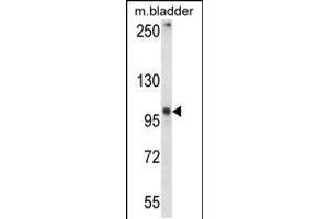 Western blot analysis in mouse bladder tissue lysates (35ug/lane). (GRID1 Antikörper  (C-Term))
