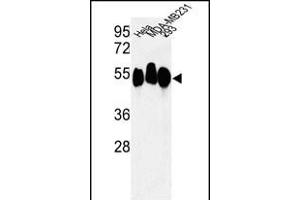 Western blot analysis of RBBP7 Antibody (N-term) (ABIN652773 and ABIN2842509) in Hela, MDA-M, 293 cell line lysates (35 μg/lane). (RBBP7 Antikörper  (N-Term))