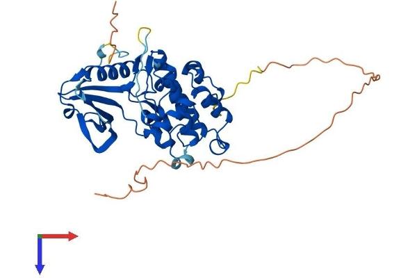 DRAK2 Protein (AA 1-372) (His tag)