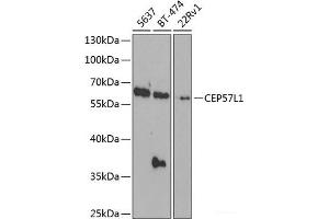 Western blot analysis of extracts of various cell lines using CEP57L1 Polyclonal Antibody at dilution of 1:1000. (CEP57L1 Antikörper)