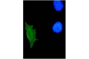 IF analysis of HPV-11 E7 protein in U2OS cells. (Human Papilloma Virus 11 E7 (HPV-11 E7) (AA 36-70) Antikörper)