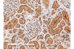ABIN2561197 (4µg/ml) staining of paraffin embedded Human Kidney. (Liver Arginase Antikörper  (C-Term))