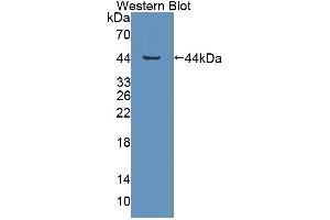 Western blot analysis of the recombinant protein. (GHRHR Antikörper  (AA 23-130))