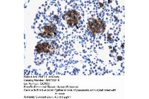 Human Pancreas (ZNF182 Antikörper  (Middle Region))