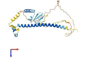 CDCA8 Protein (AA 1-280) (His tag)