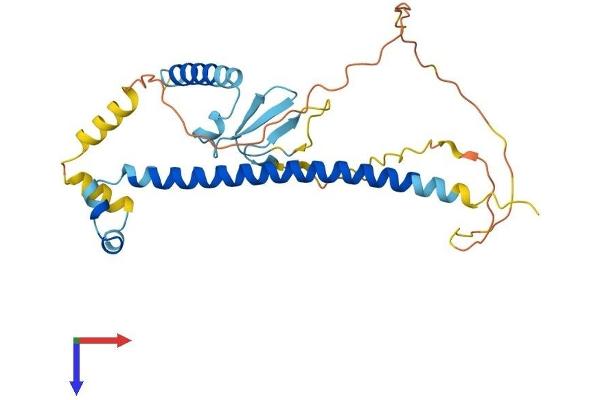 CDCA8 Protein (AA 1-280) (His tag)
