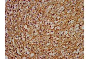 IHC image of ABIN7162973 diluted at 1:200 and staining in paraffin-embedded human adrenal gland tissue performed on a Leica BondTM system. (PEX13 Antikörper  (AA 1-130))