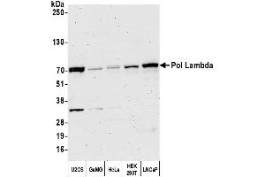 Western Blotting (WB) image for anti-Polymerase (DNA Directed), lambda (POLL) (AA 150-200) antibody (ABIN7450579)