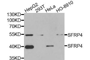 Western blot analysis of extracts of various cell lines, using SFRP4 antibody (ABIN5973810) at 1/1000 dilution.