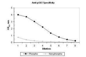 ELISA results of purified polyclonal anti-pS83 ASK-1 (aa 76-87) antibody tested against BSA conjugates of non-phospho and phospho forms of immunizing peptide. (ASK1 Antikörper  (pSer83))