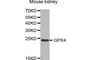 Western Blotting (WB) image for anti-Glutathione Peroxidase 4 (GPX4) antibody (ABIN1872881) (GPX4 Antikörper)