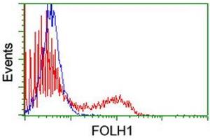 HEK293T cells transfected with either RC218310 overexpress plasmid (Red) or empty vector control plasmid (Blue) were immunostained by anti-FOLH1 antibody (ABIN2455699), and then analyzed by flow cytometry. (PSMA Antikörper)