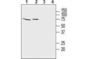 Western blot analysis of mouse brain lysate (lanes 1 and 3) and rat brain lysate (lanes 2 and 4): - 1,2. (SLC22A3 Antikörper  (1st Extracellular Loop))