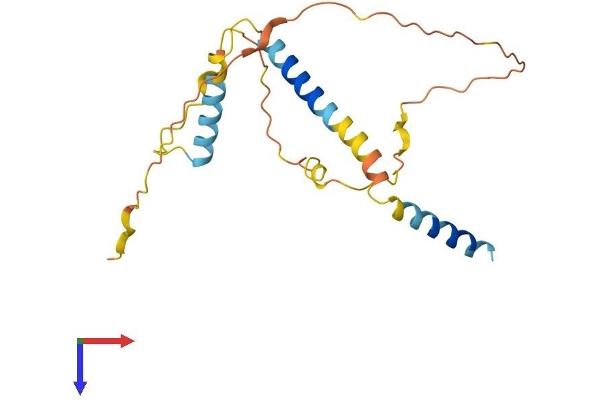 BIM Protein (AA 1-198) (His tag)