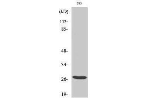 Western Blotting (WB) image for anti-Breast Cancer Metastasis-Suppressor 1-Like (BRMS1L) (Internal Region) antibody (ABIN3174063) (BRMS1L Antikörper  (Internal Region))