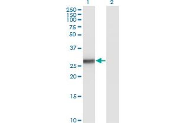 BCL2L1 Antikörper  (AA 1-233)