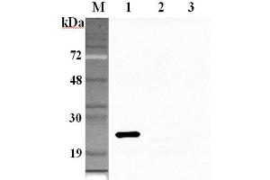 Western blot analysis using anti-GPX1 (human), pAb  at 1:2'000 dilution. (Glutathione Peroxidase 1 Antikörper)