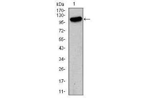 Image no. 2 for anti-Glutamate Receptor, Ionotropic, AMPA 2 (GRIA2) antibody (ABIN1491627) (GRIA2 Antikörper)