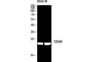 Western Blot (WB) analysis of K562/JK using CD269 antibody.