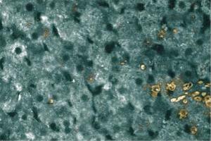 Immunohistochemical staining of a formalin-fixed rabbit liver section. (FAS Antikörper  (AA 1-163))