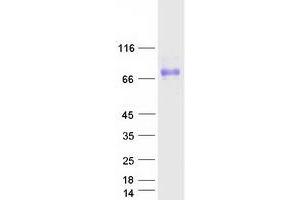 Validation with Western Blot (PLXDC2 Protein (Myc-DYKDDDDK Tag))
