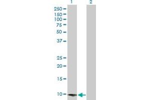 Western Blot analysis of CARD16 expression in transfected 293T cell line by CARD16 MaxPab polyclonal antibody. (CARD16 Antikörper  (AA 1-97))