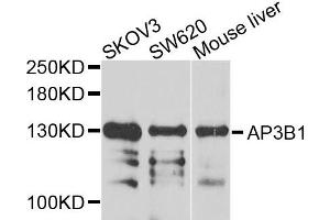 Western blot analysis of extracts of various cells, using AP3B1 antibody.