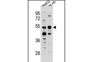TEKT5 Antibody (Center) (ABIN655470 and ABIN2844996) western blot analysis in HepG2,HL-60 cell line lysates (35 μg/lane). (TEKT5 Antikörper  (AA 215-244))